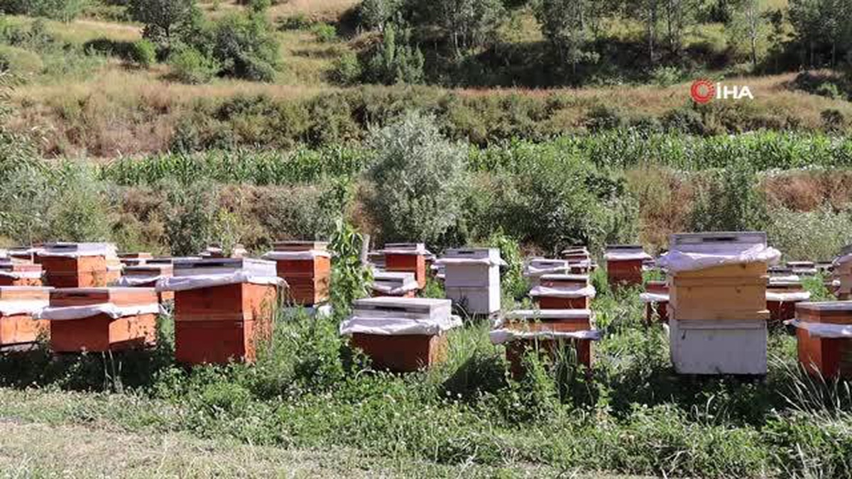 Erzurumlu üretici şeker hastaları için organik bal üretiyor