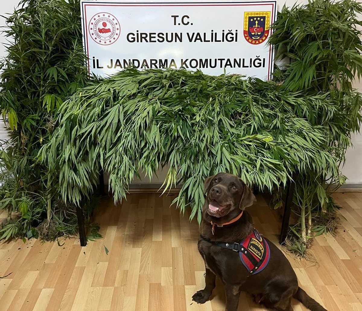 Giresun\'da uyuşturucu ticareti yapan kişi tutuklandı