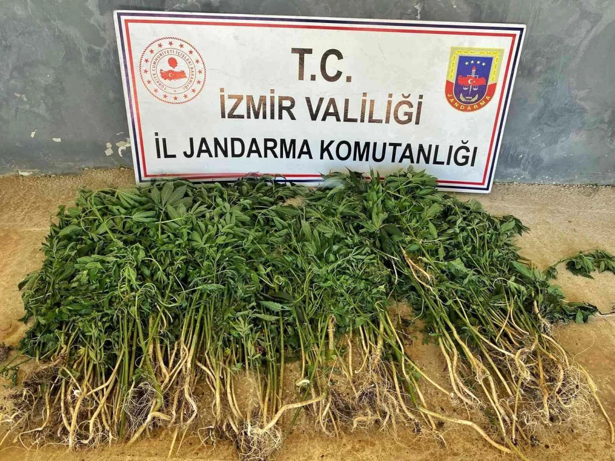 İzmir\'deki uyuşturucu operasyonlarında 26 kişi yakalandı