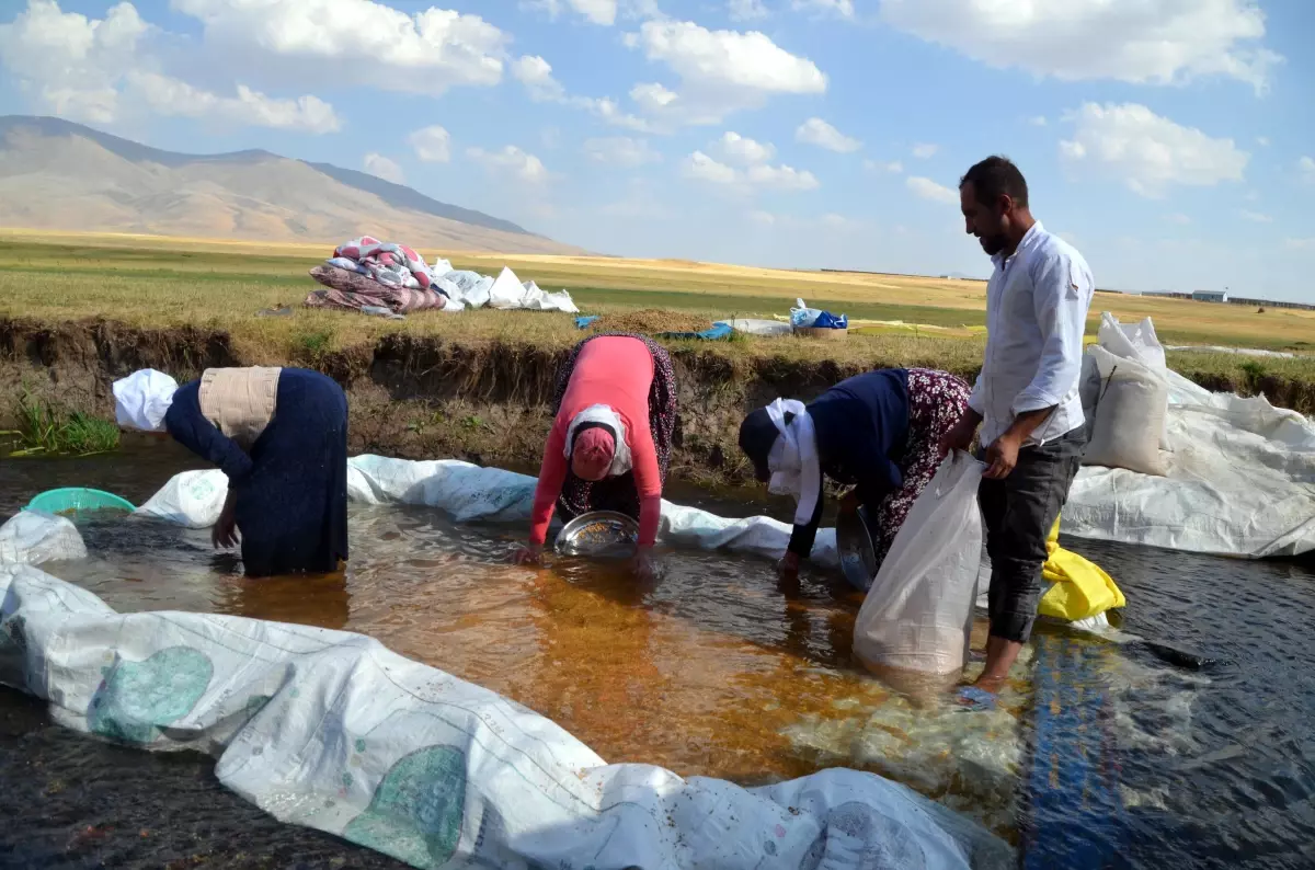 Muş\'ta köylüler hasat ettikleri buğdayı derelerde yıkamaya başladı