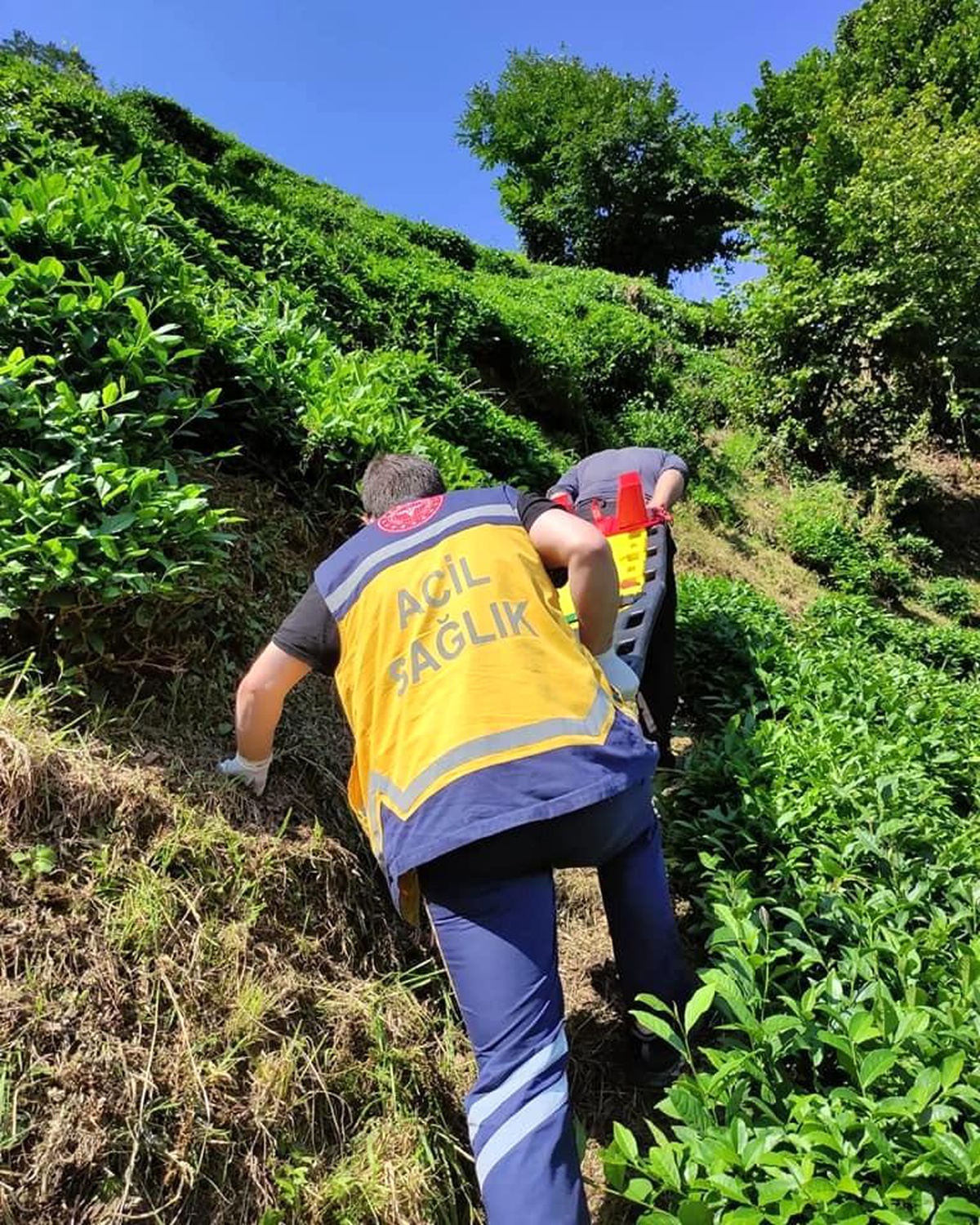 Rize\'de yamaçtaki çay bahçesinden yuvarlanan şahıs sedye ile 400 metre taşınarak hastaneye sevk edildi