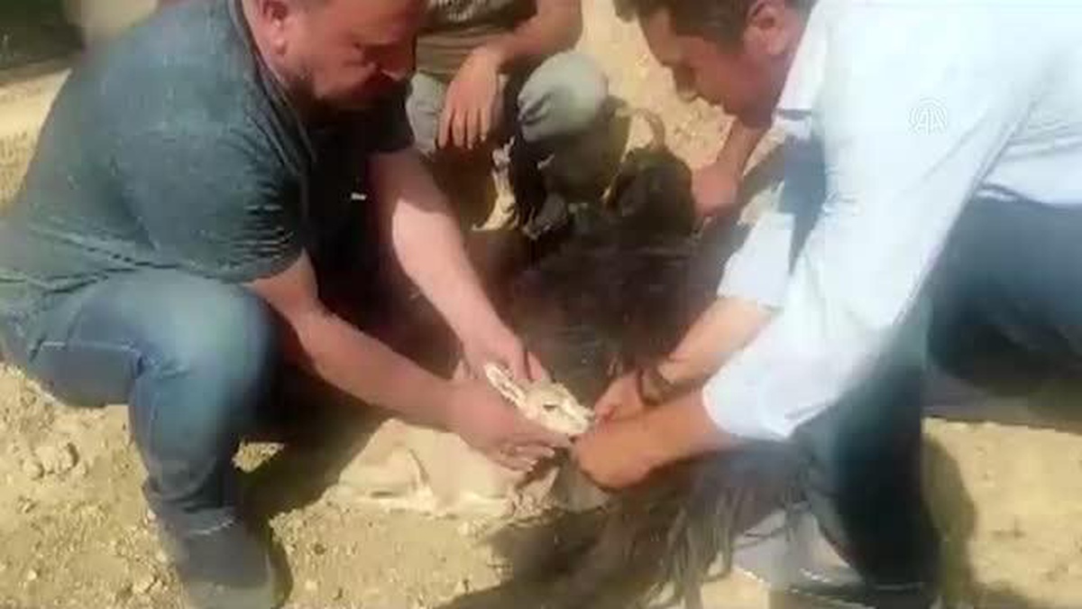 Şanlıurfa\'da tedavisi tamamlanan ceylan yavrusu doğaya bırakıldı