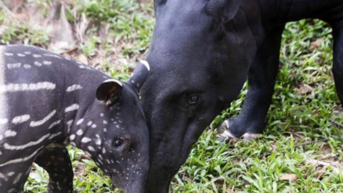 Singapur\'daki Malezya Tapiri Bayu ile Tanışın