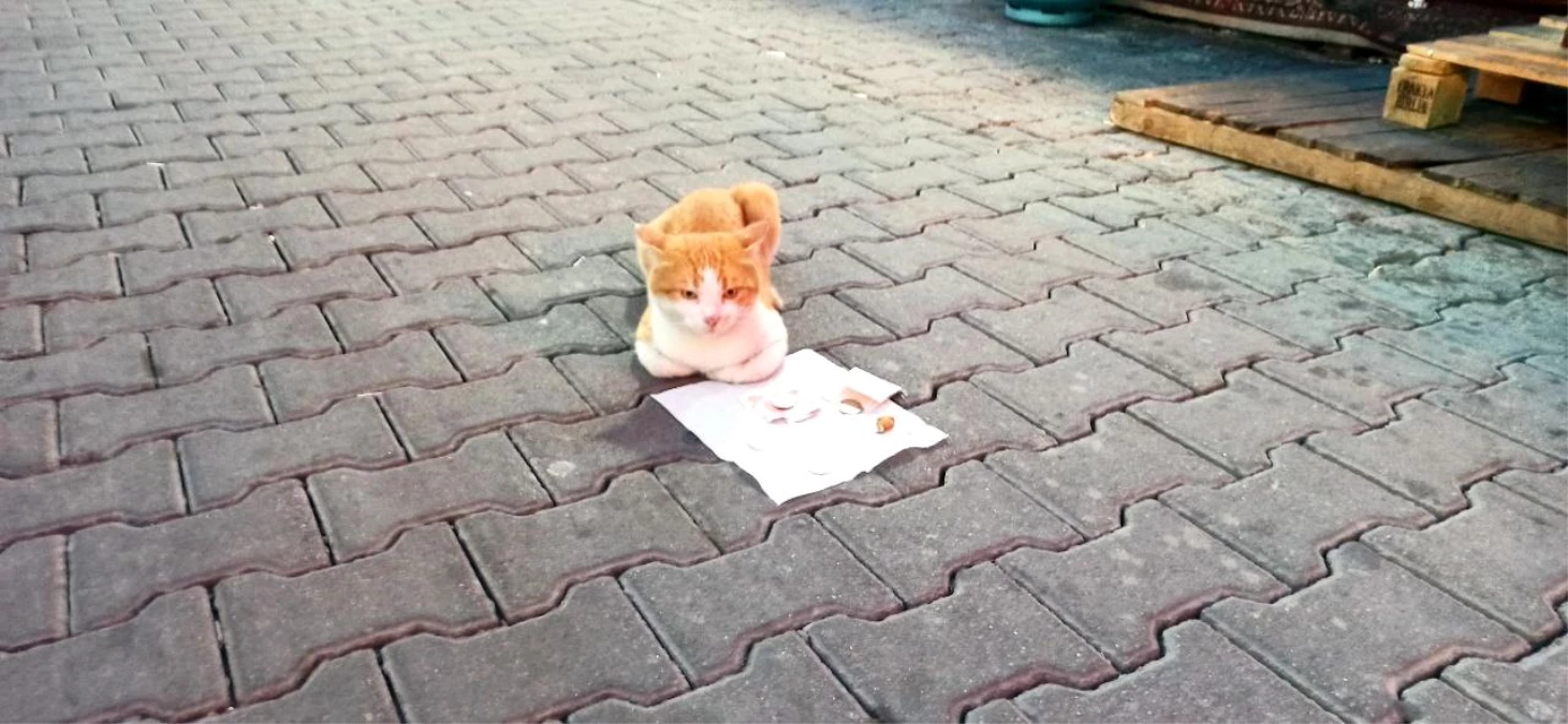 Zonguldak\'ta önüne mendil serilen sokak kedisi, hem kendisi hem de diğer sokak hayvanları için mama parası kazanıyor