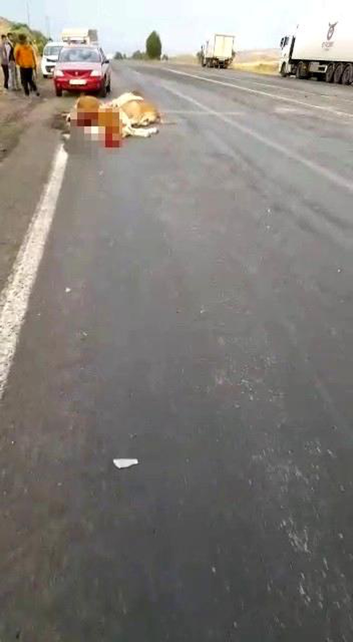 Tır, yoldan geçen büyükbaş hayvan sürüsüne daldı