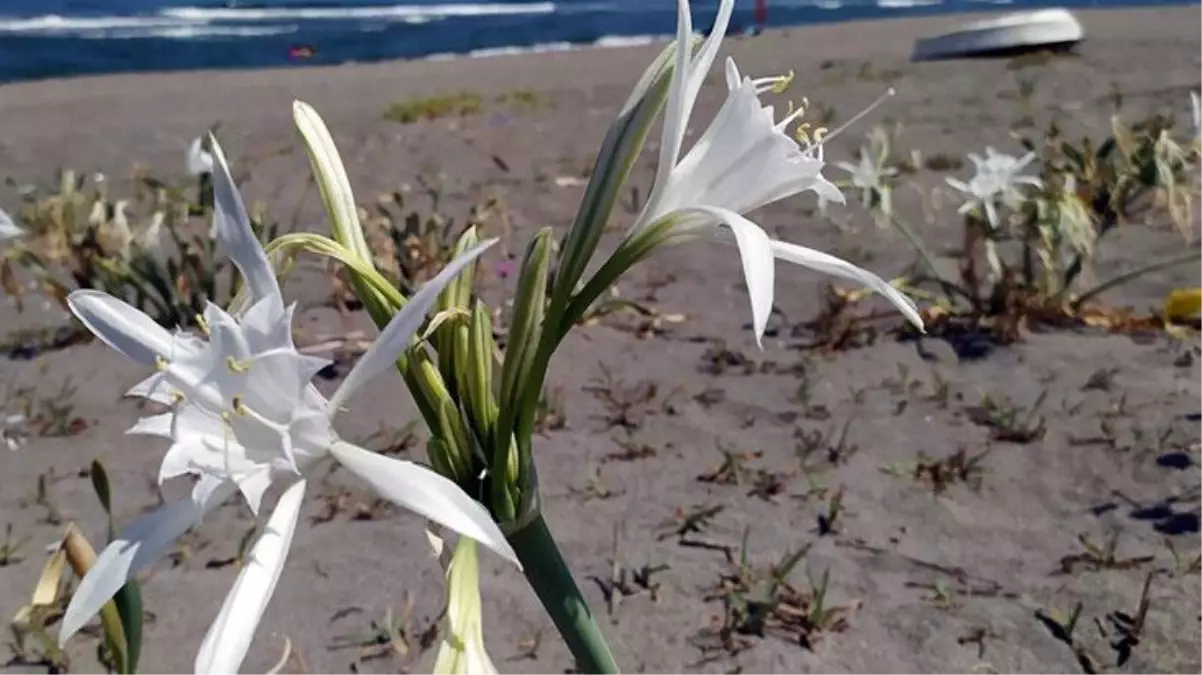 Nesli tükenme tehdidi altında olan bu çiçeği kopartmanın cezası 80 bin lira!