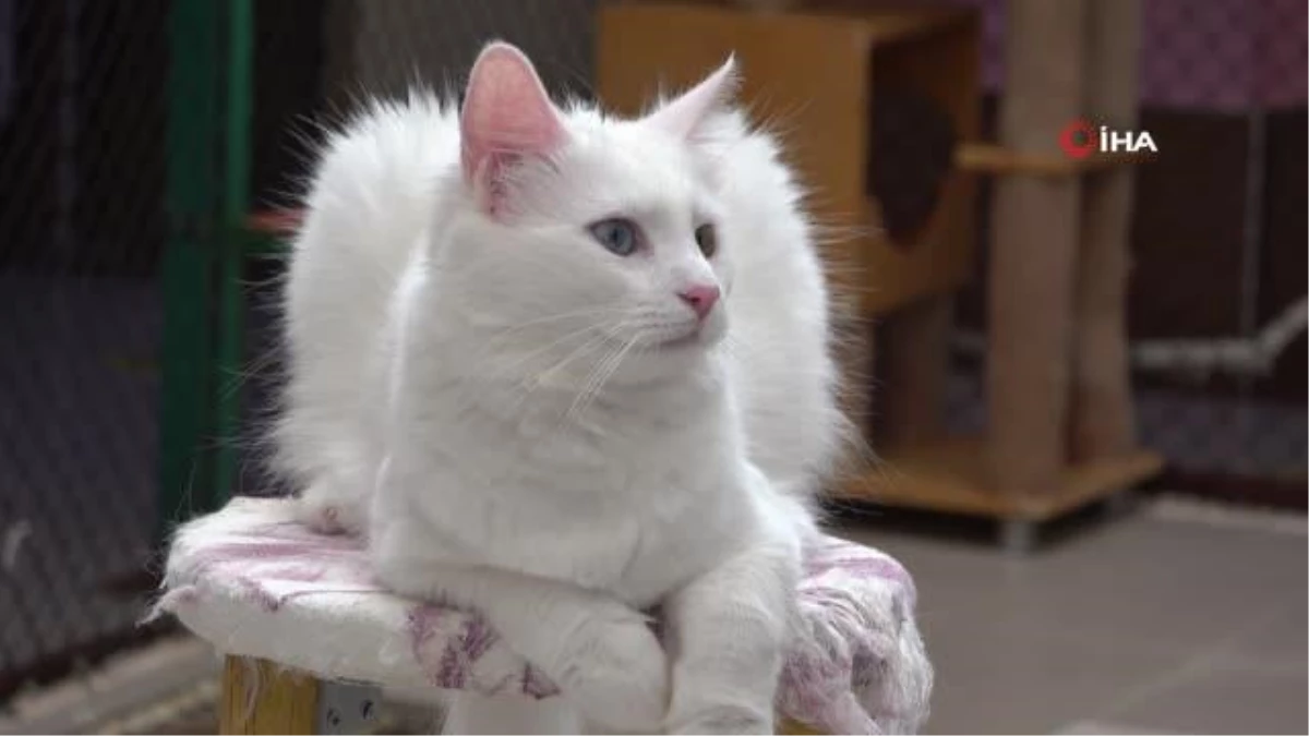 Van kedisinin nesli garanti altına alınıyor: İki partide 130 Van kedisi dünyaya geldi
