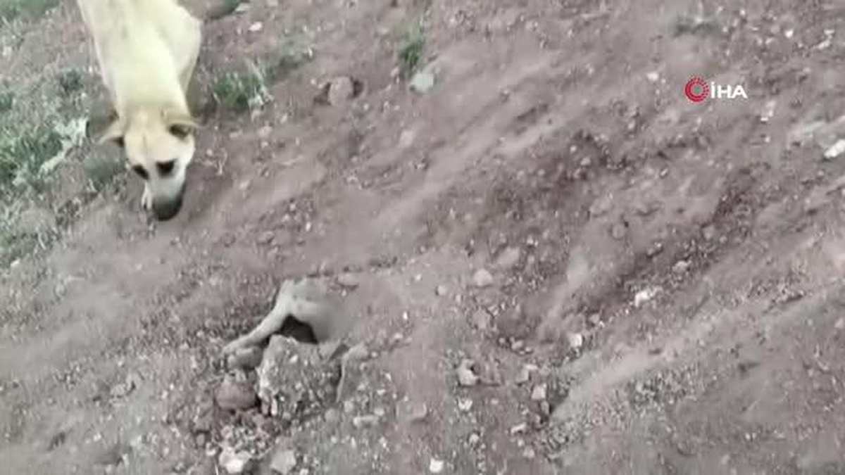 Yavrusu ölen köpek, mezarının başından ayrılmadı