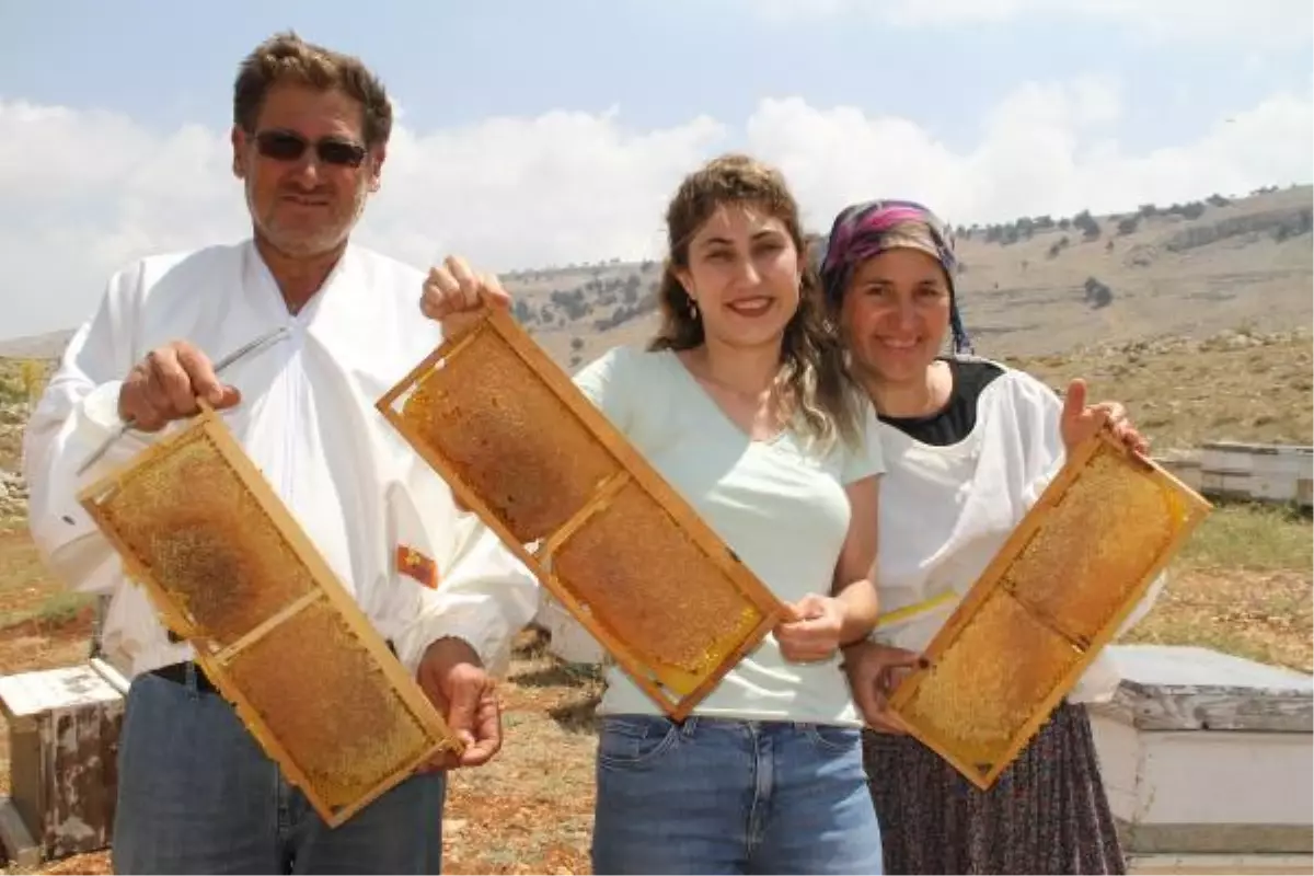 2 bin 300 rakımda bal hasadı başladı