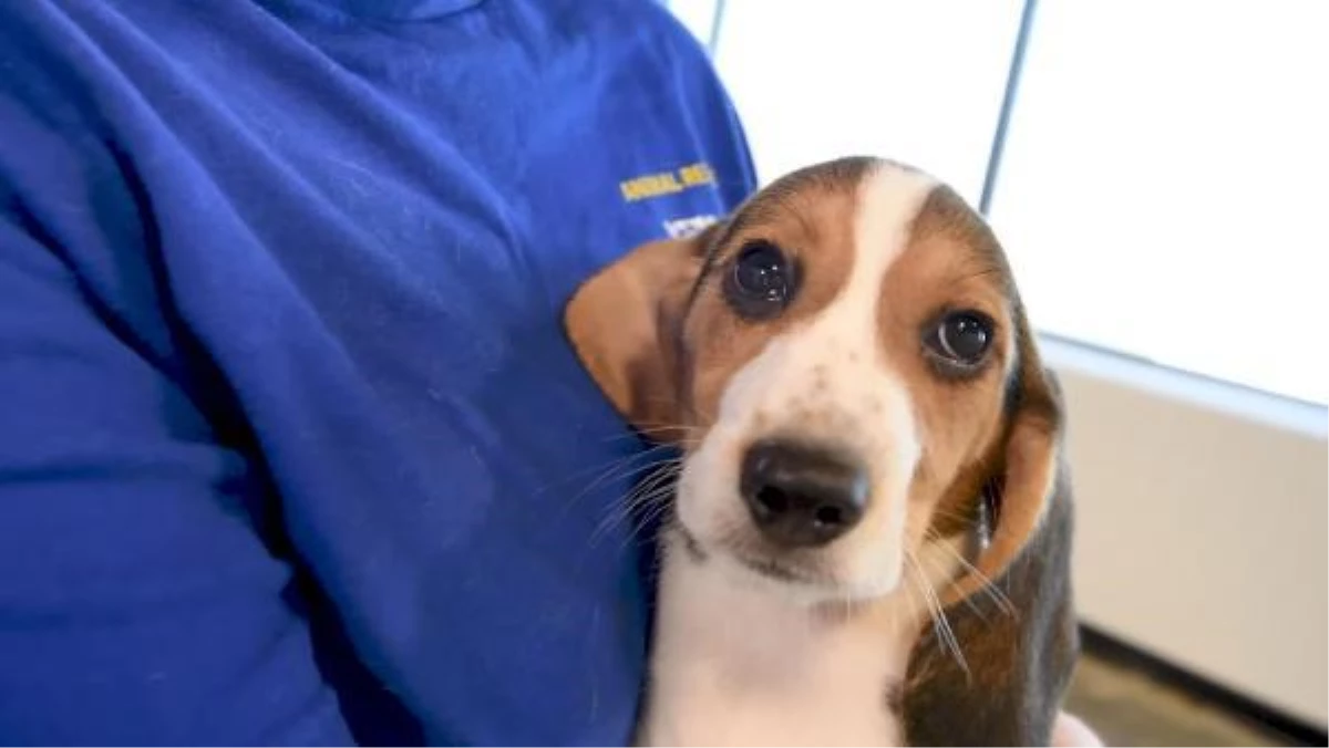 ABD\'de 4 bin "Beagle" kobay olmaktan kurtarıldı