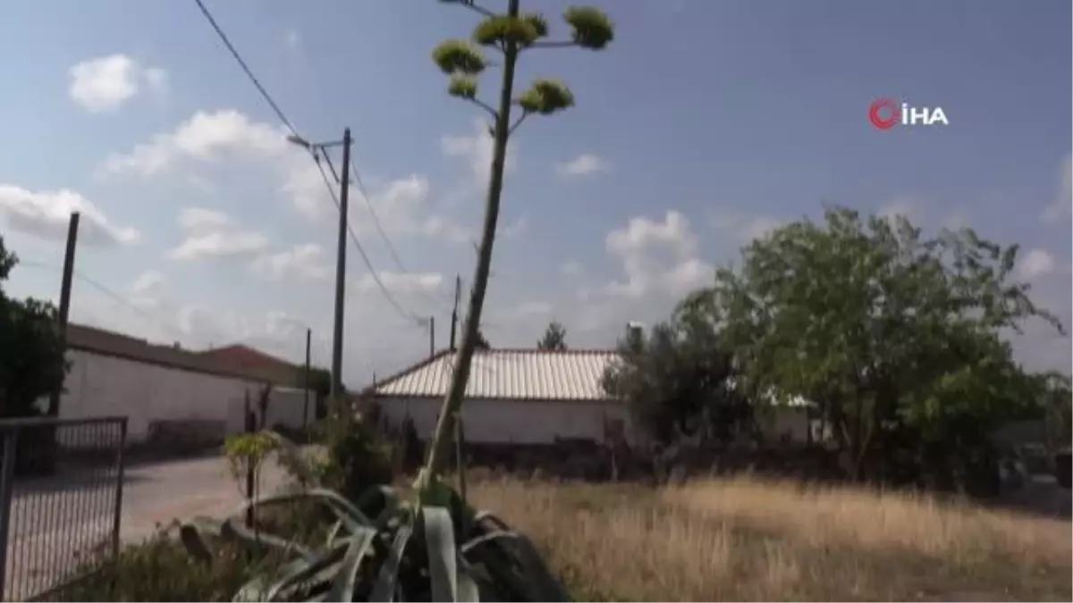 Agave bitkisi 30 yıl sonra çiçek açtı