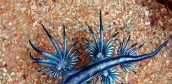 Avustralya'da kıyıya vuran mavi ejderha büyük ilgi çekti