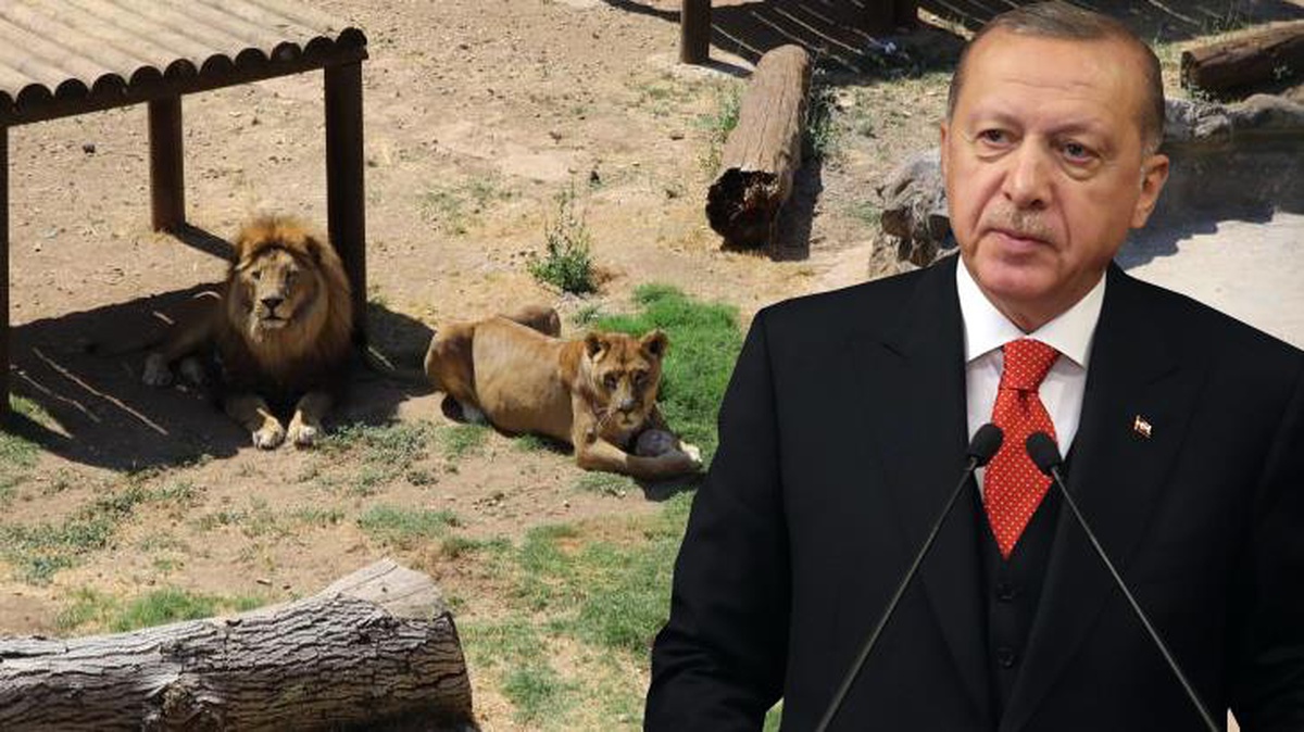 Sudan Devlet Başkanı El Beşir\'in Cumhurbaşkanı Erdoğan\'a hediye ettiği aslanlar ziyaretçilerin büyük ilgisini çekti