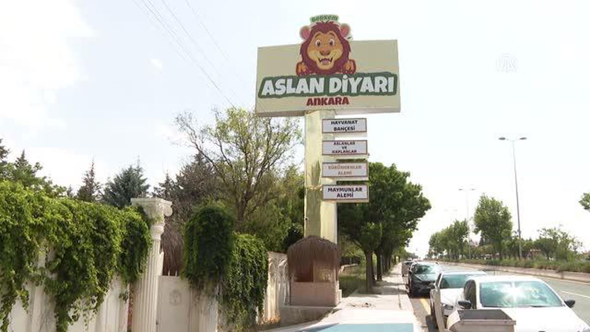 Dünya Aslan Günü