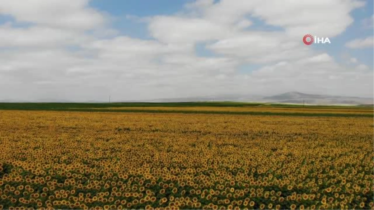 Kars\'ta sarı ve yeşil tonlara bürünen ayçiçeği tarlaları böyle görüntülendi