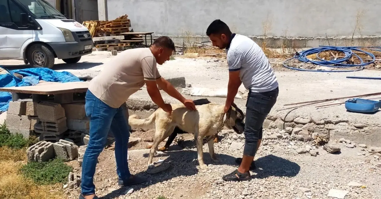 Kilis\'te evcil hayvanlara mikro çip takılıyor