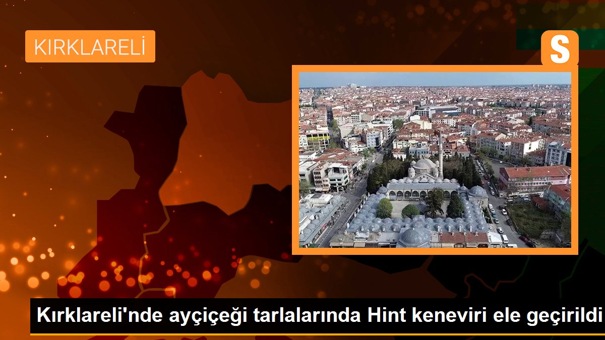 Kırklareli\'nde ayçiçeği tarlalarında Hint keneviri ele geçirildi