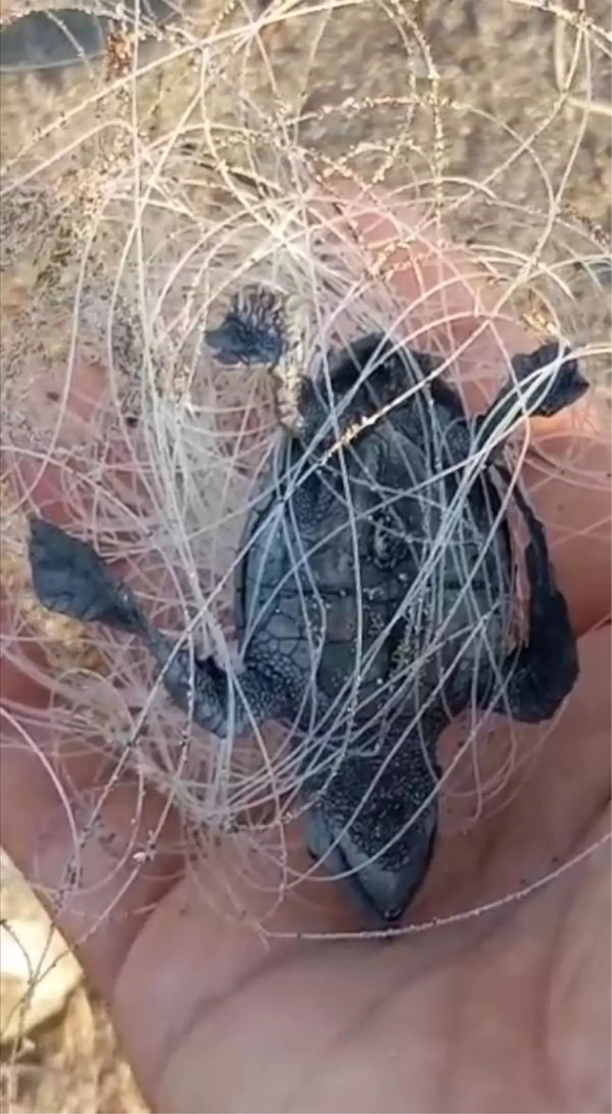 Misinaya dolanan caretta caretta yavrusu ile olta iğnesine takılan martı öldü