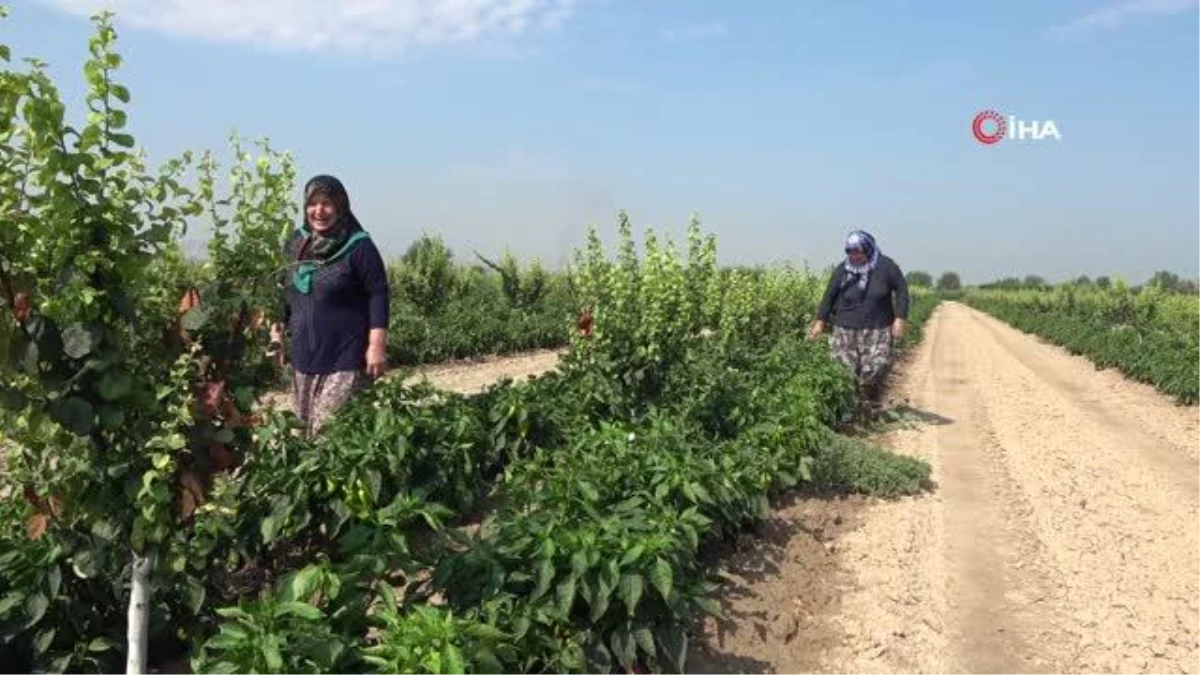 Pamukkale Ovası\'nda çiftçinin yeni umudu salçalık biber oldu