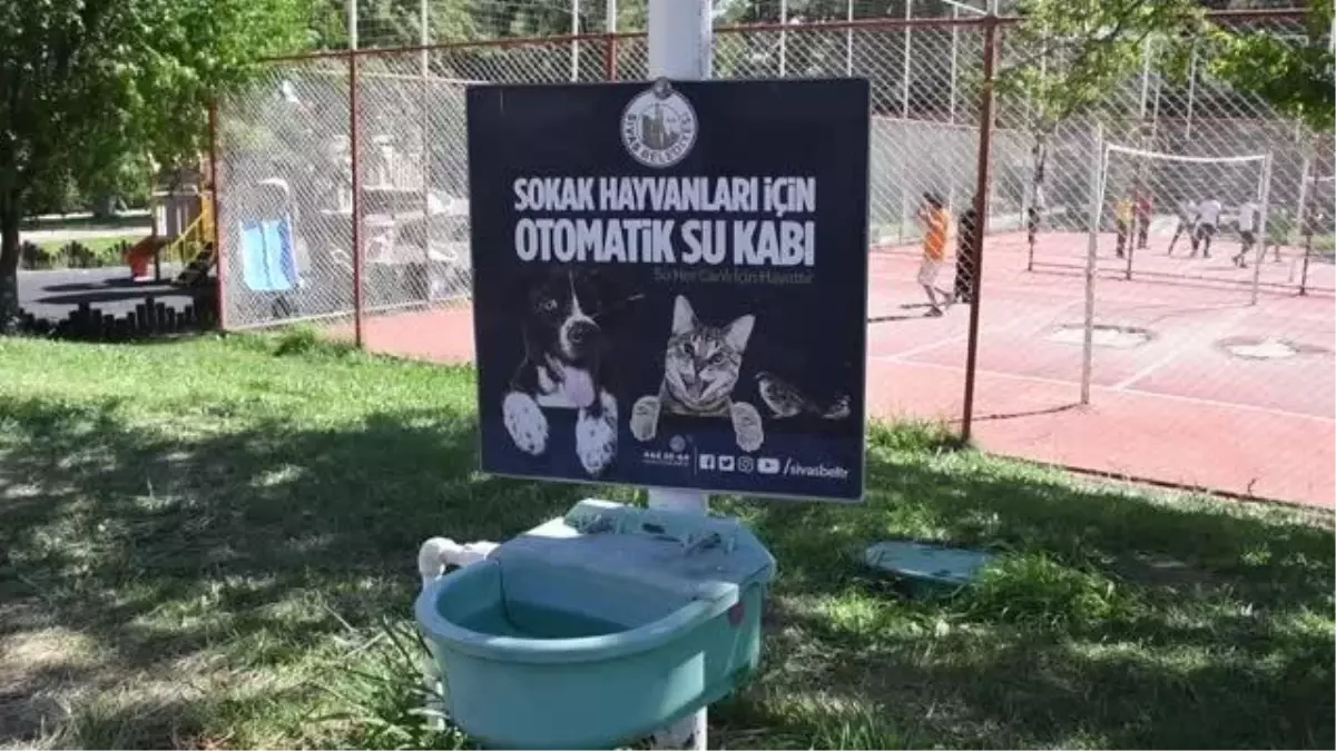 Sivas\'ta sahipsiz hayvanlar otomatik su kapları sayesinde susuz kalmıyor