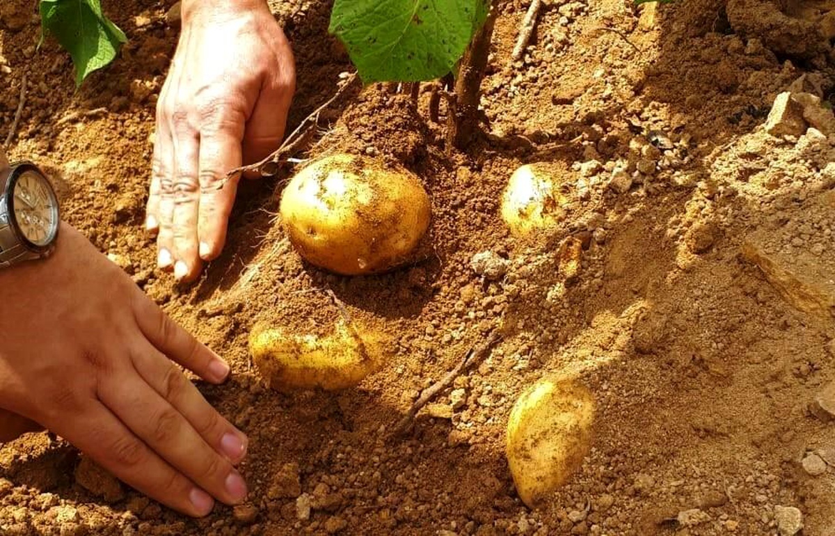 Samsun\'da patates üretimi artıyor
