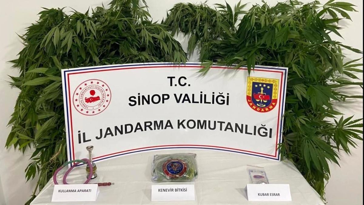 Sinop\'ta uyuşturucu operasyonunda 63 kök kenevir ele geçirildi