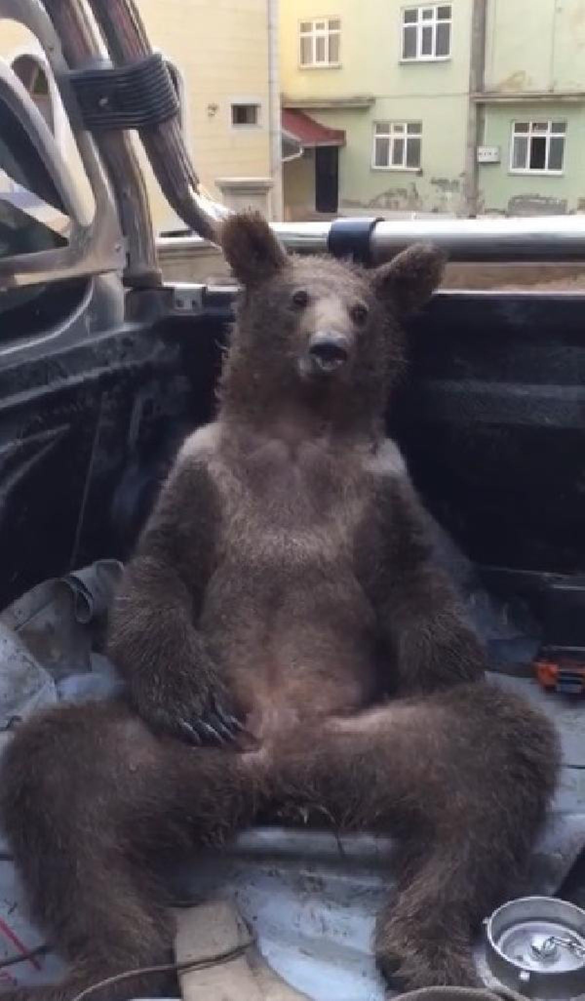 A bear in Duzce blacked out after eating too much honey