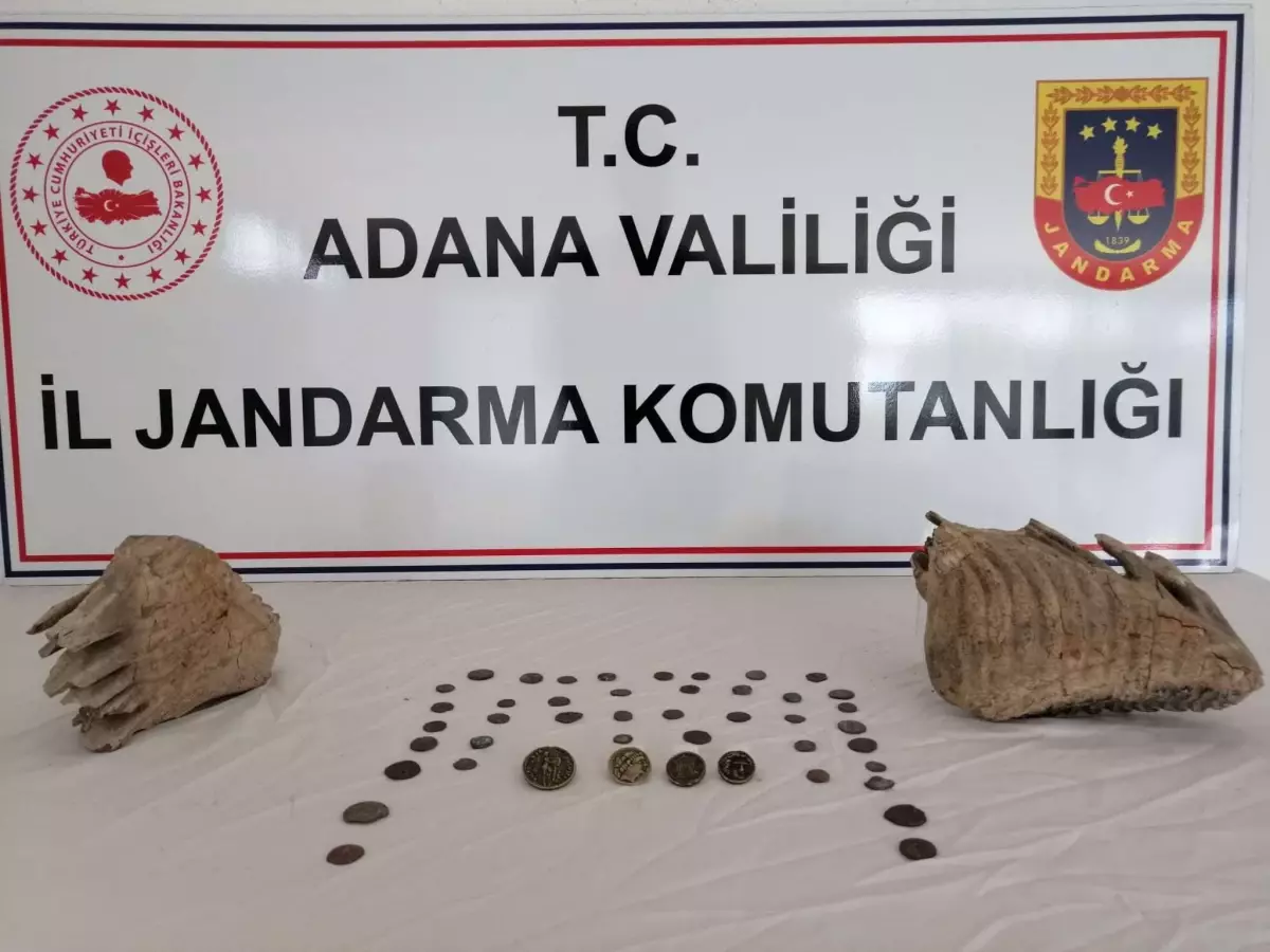 Adana\'da mamut çenesi olduğu değerlendirilen iki fosil ele geçirildi