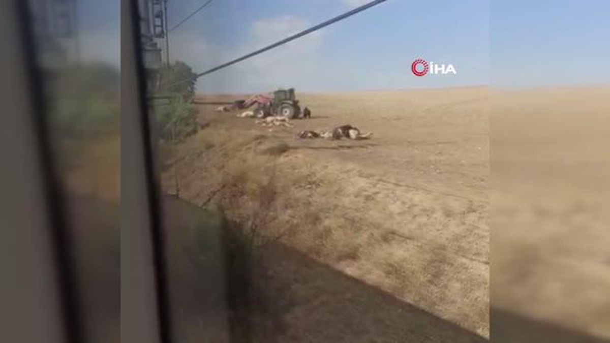 Başkent\'te tren kazası: 20 inek ve 2 at telef oldu