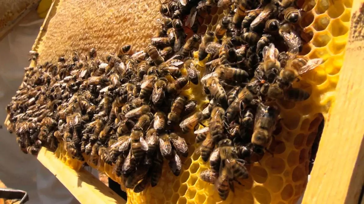 Binboğa Dağları\'nda bal hasadına başlandı