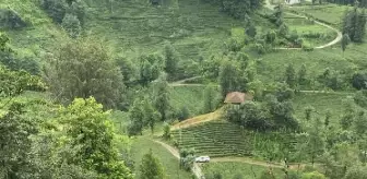 Çay hasadında, teleferik sepetinin çarpmasıyla yaralandı