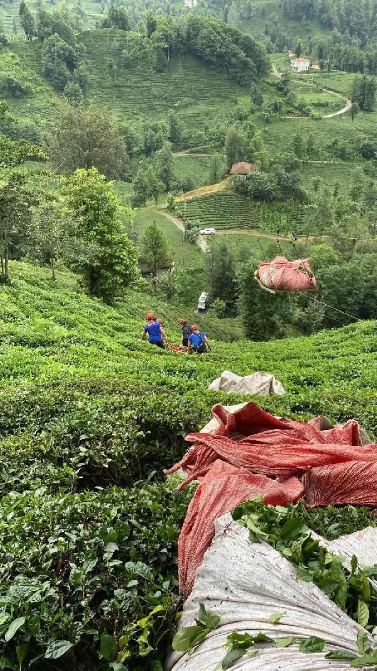 Çay hasadında, teleferik sepetinin çarpmasıyla yaralandı