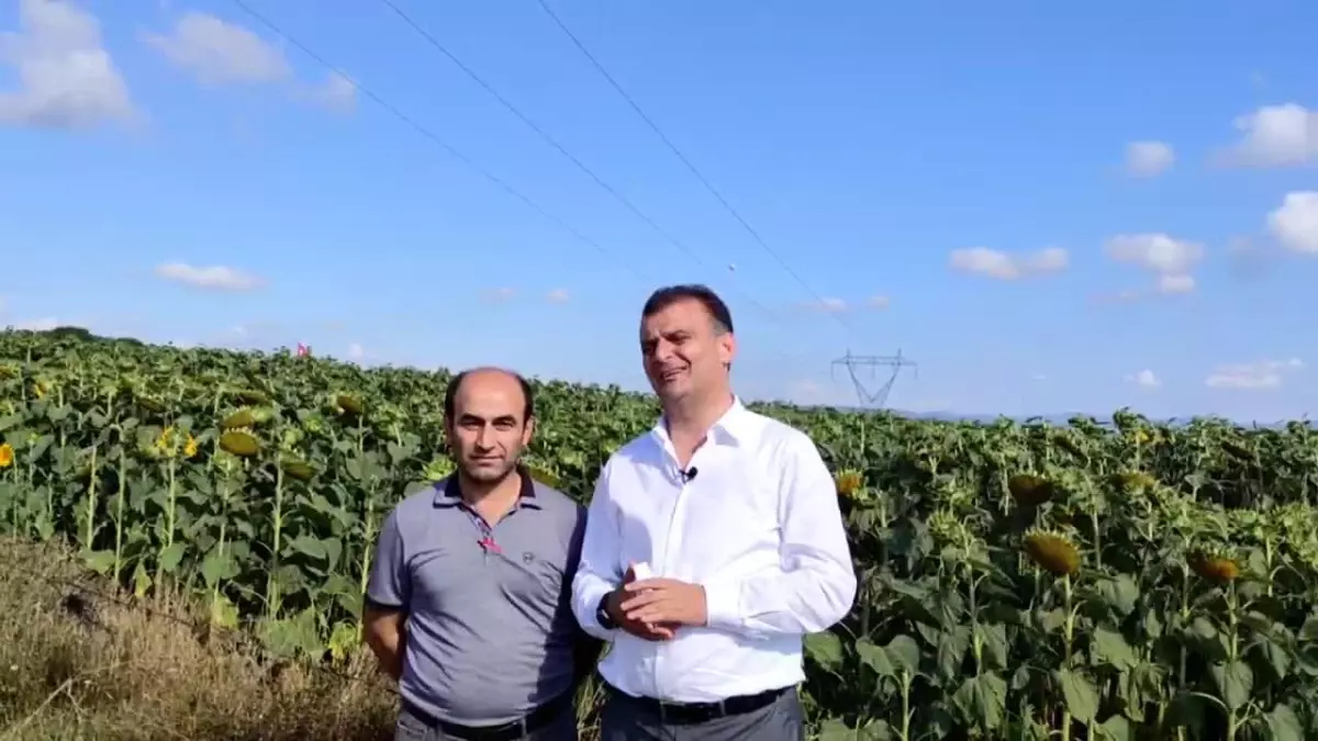 CHP Samsun İl Başkanı Fatih Türkel: "3 Yıldır Hasat Bitiyor, Bittikten Sonra Ayçiçek Fiyatı Açıklanıyor"