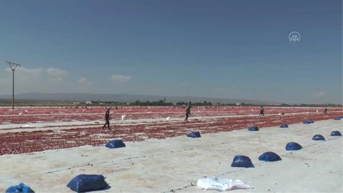 Diyarbakır Valisi Su, domates hasadı yaptı, tarlada çalışan işçilerle görüştü Açıklaması