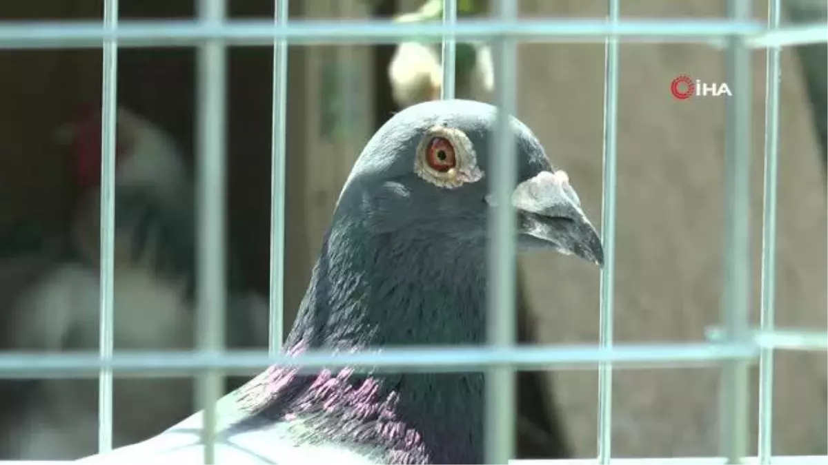 Eskişehir\'de düzenlenen yarışta dört posta güvercini bin 50 kilometre uçtu