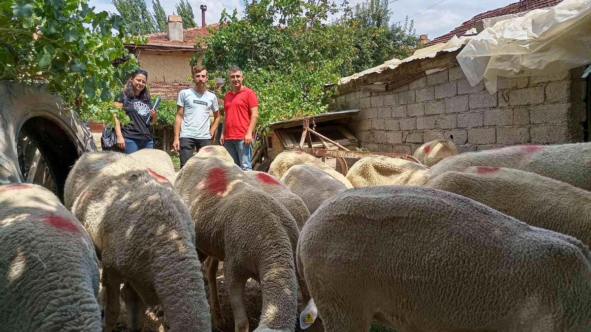 Gediz\'de Lacaune ırkı koyun yetiştiriciliği