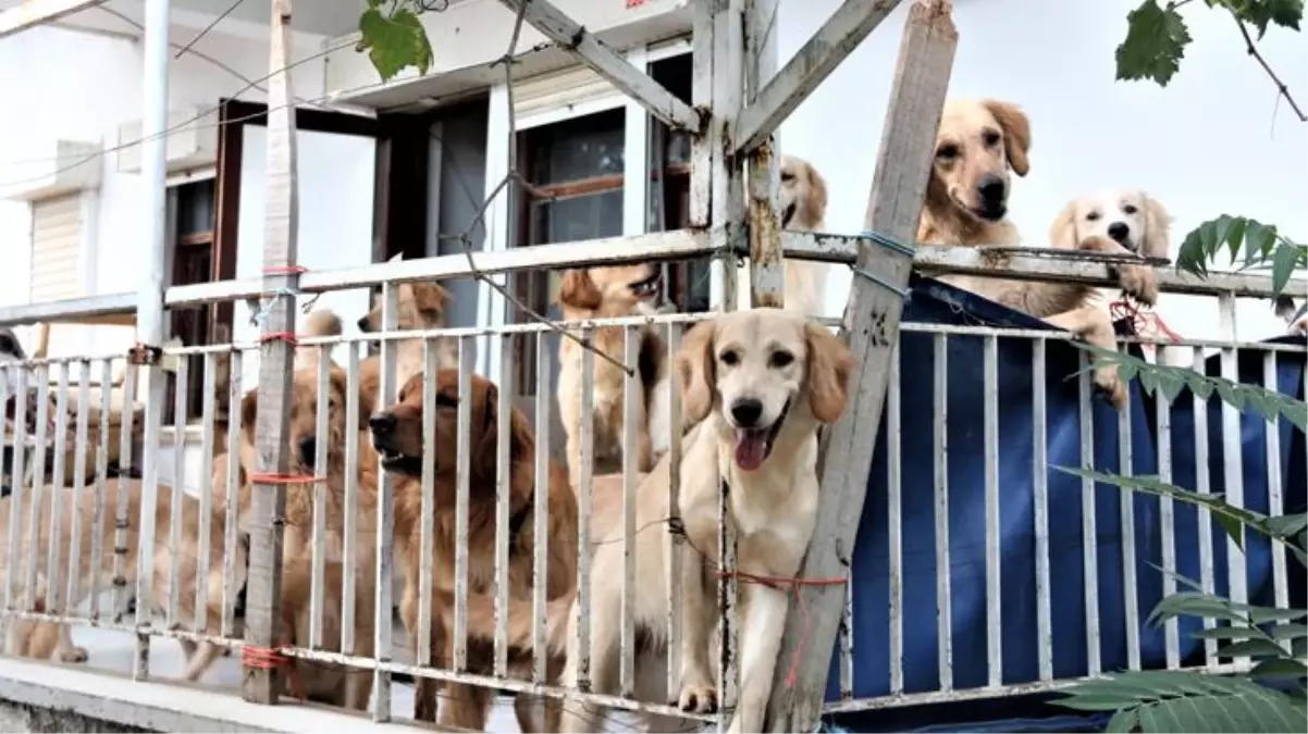 Hayvanseverler çılgına döndü! 16 tane köpeği eve kapatan sahibi iddiaları reddetti