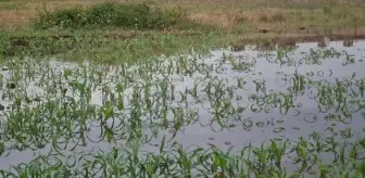 Kocaeli'de ekili arazileri su bastı