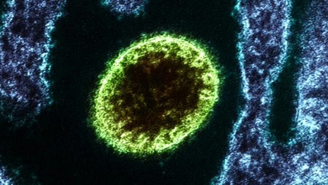 Langya virüsü nedir, nasıl bulaşıyor? Uzmanlar, Çin'de en az 35 kişiye bulaşan virüsle ilgili sivri fareleri işaret ediyor