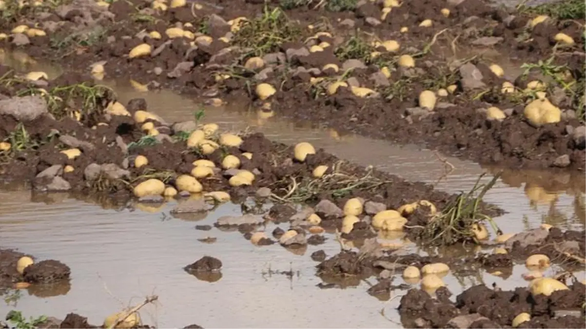 Kilosu en az 10 liradan satılıyordu! Tarlayı sel basınca 35 ton patates ziyan oldu