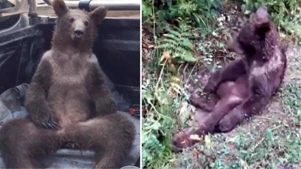 Tarım ve Orman Bakanlığı, acı balı fazla yedikten sonra baygınlık geçiren ayının adını 'Balkız' koydu
