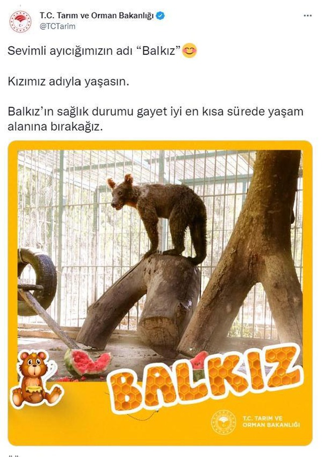 Acı bal yiyerek baygınlık geçiren ayının adı 'Balkız' oldu Acı bal yiyerek baygınlık geçiren ayının adı 'Balkız' oldu