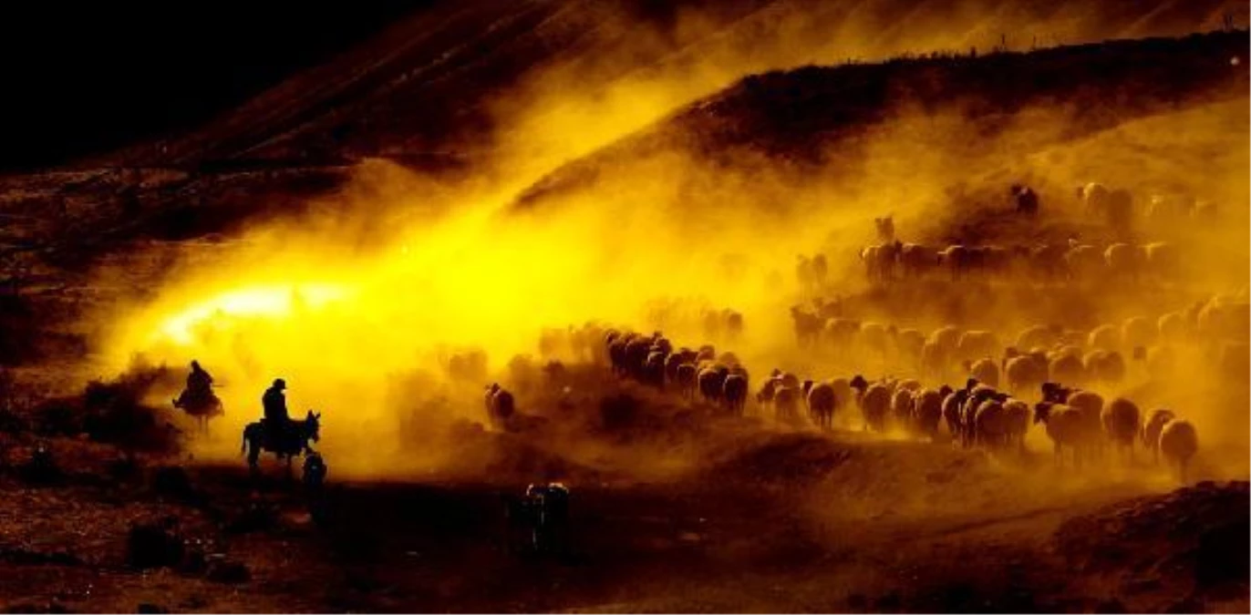 Bitlis\'te koyunların \'tozlu yolculuğu\'