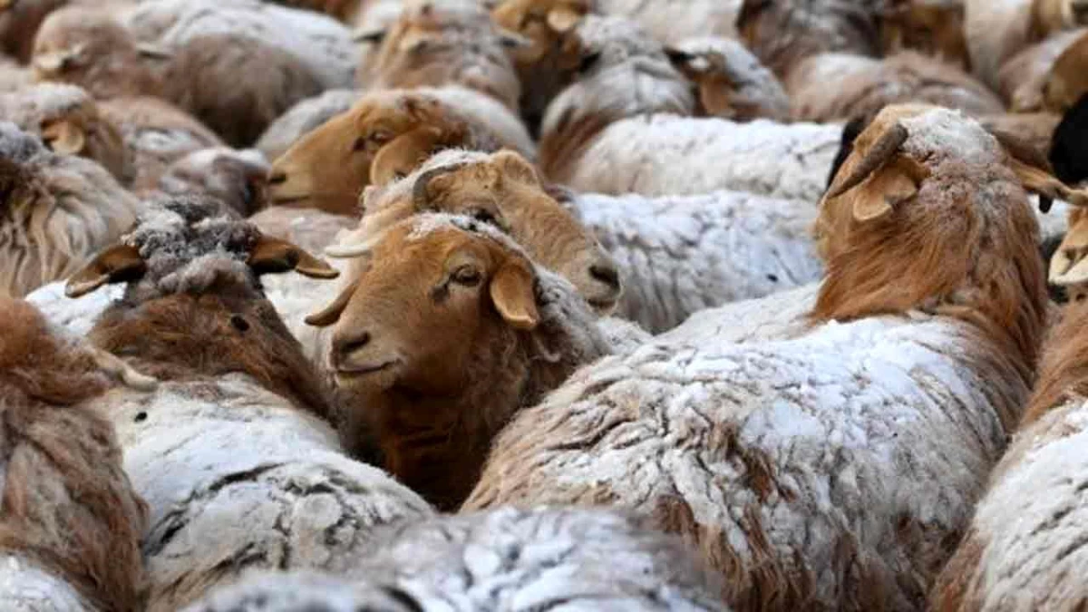 Çinli Bilim İnsanları Koyunların Genlerinin Düzenlenmesinde Çığır Açtı
