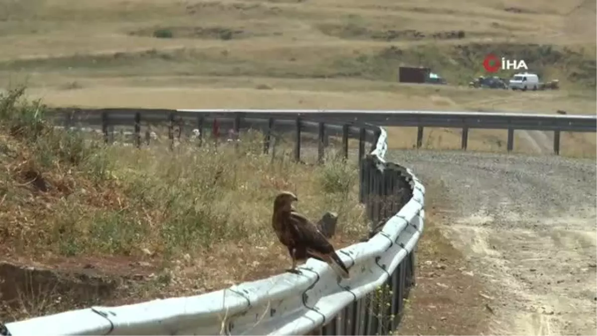 İki şahinin gökyüzünde dansı böyle görüntülendi