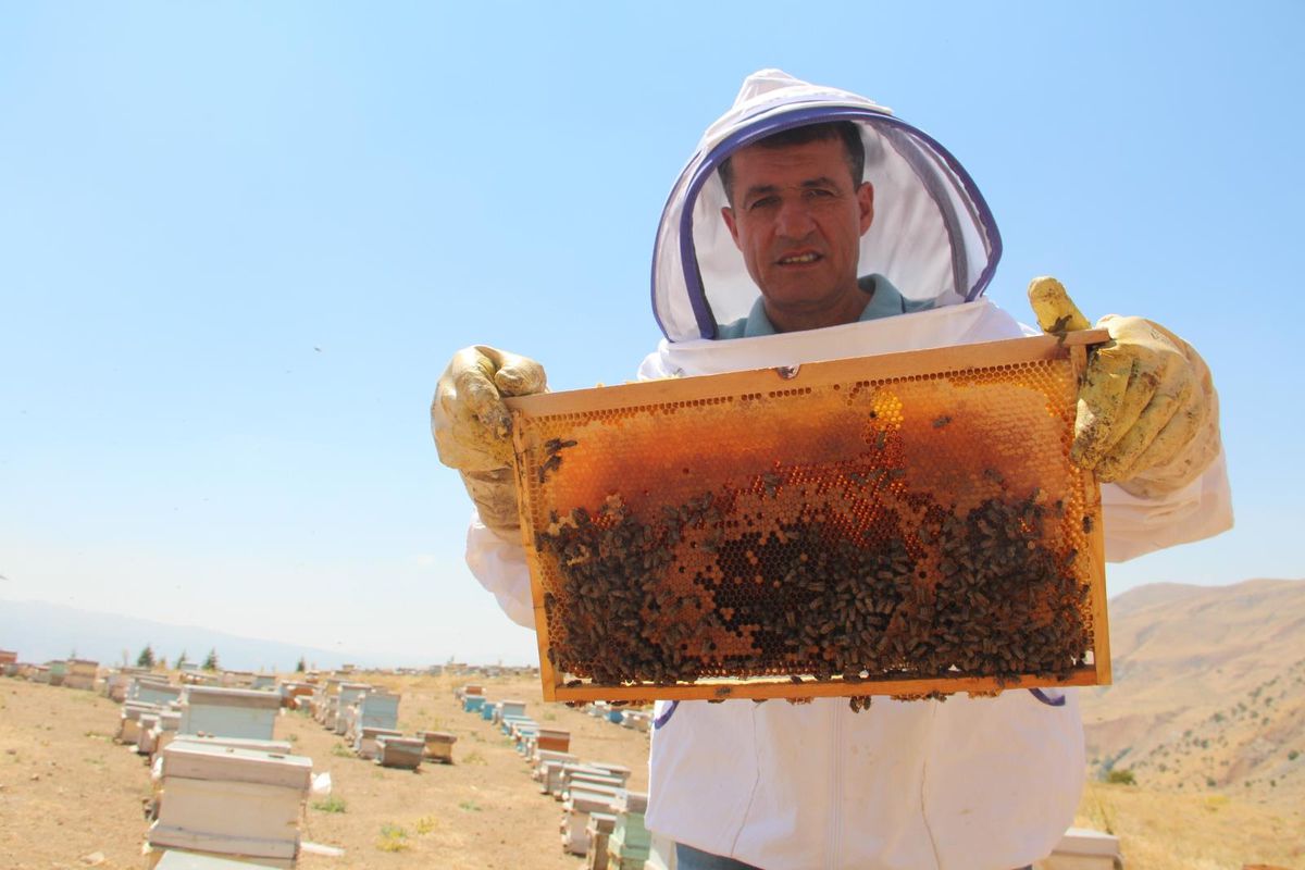 İklim değişikliği florayı etkiledi, arıcılar bu yıl da umduğunu bulamadı
