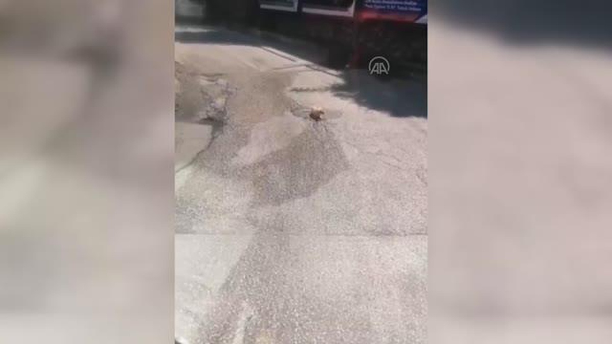 Karabük\'te su içen kediyi rahatsız etmek istemeyen şoför otobüsü durdurarak bekledi