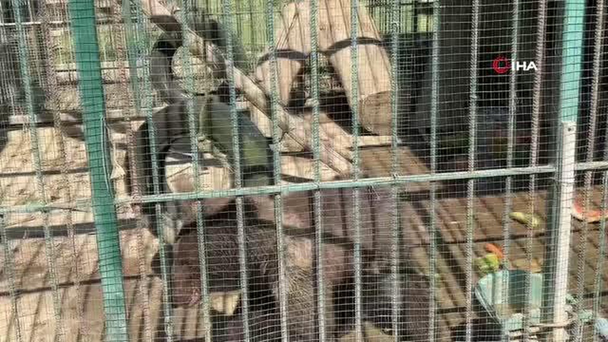 Türkiye\'nin tanıdığı "Balkız" kendine geldi