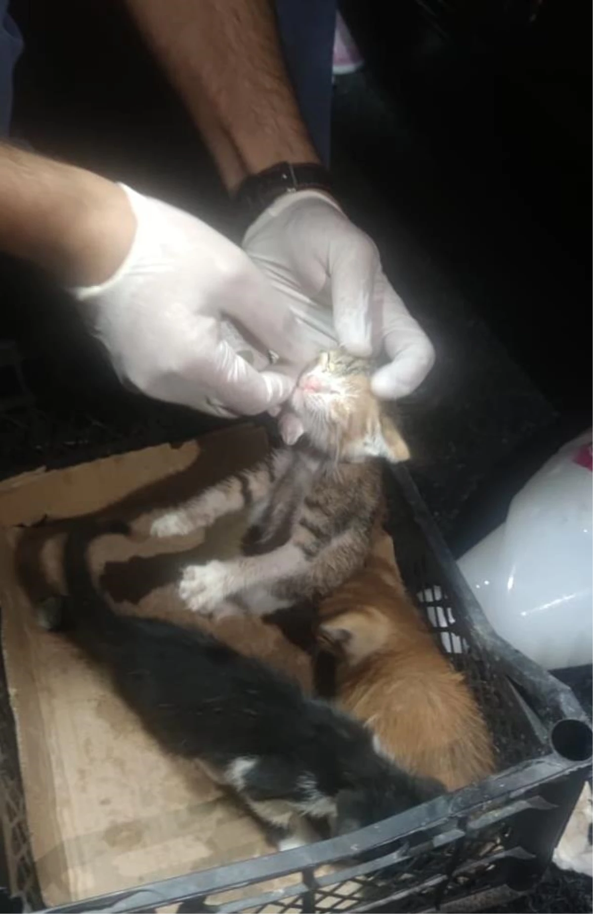 Zeytinburnu\'nda yıkılan binanın hafriyatının altında kalan kedi yavruları kurtarıldı