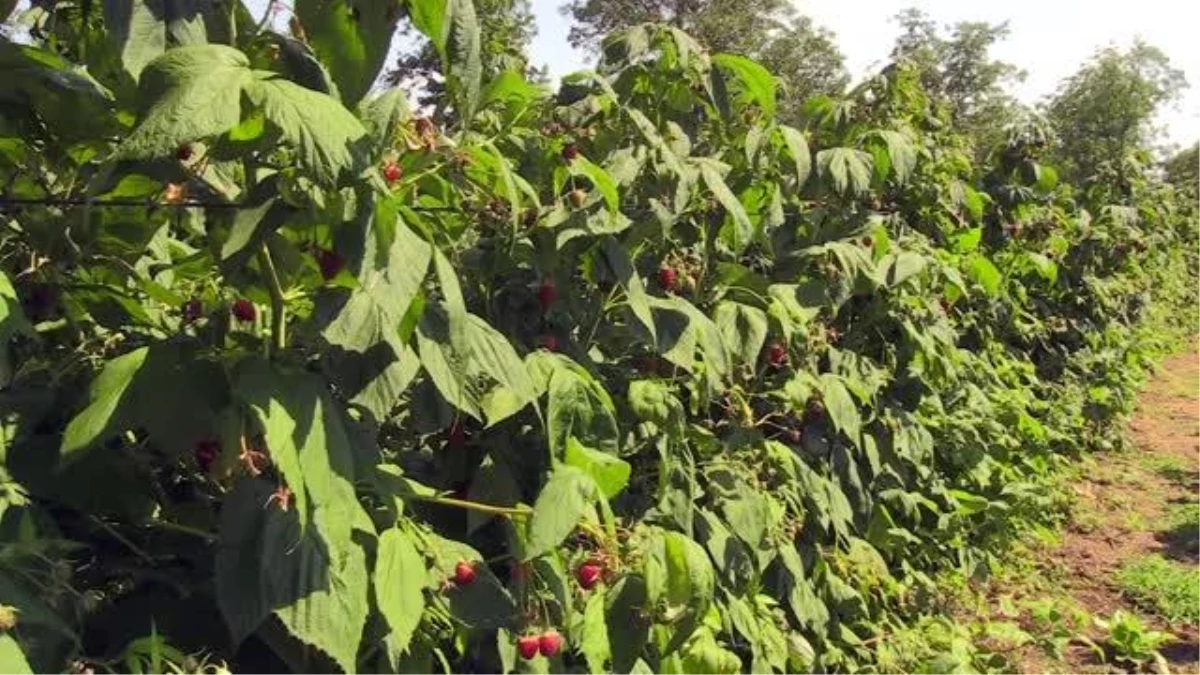 Ahududunun merkezi Bursa\'da üretim alanı ve rekolte artıyor